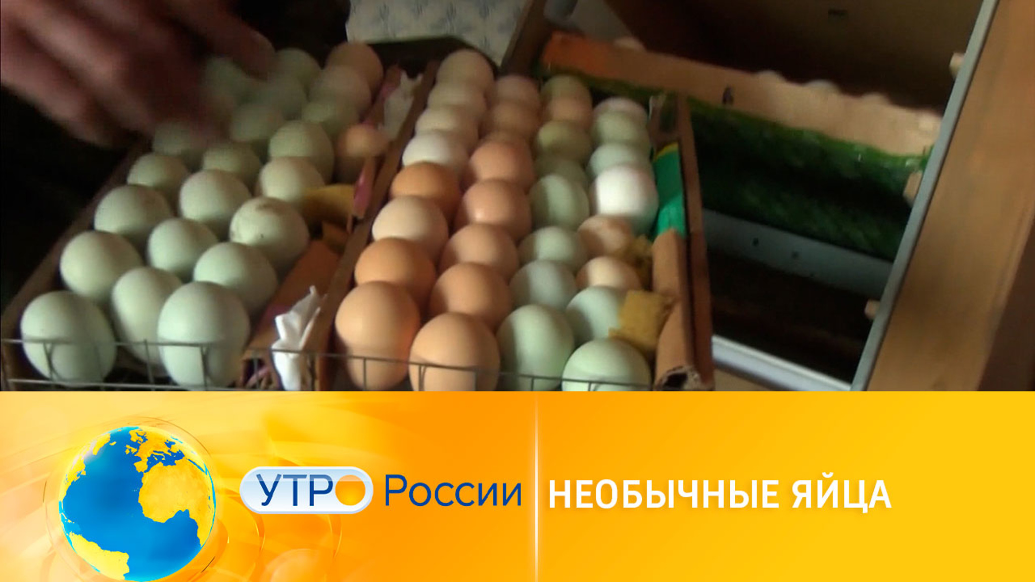 В Смоленской области куры несут зеленые яйца