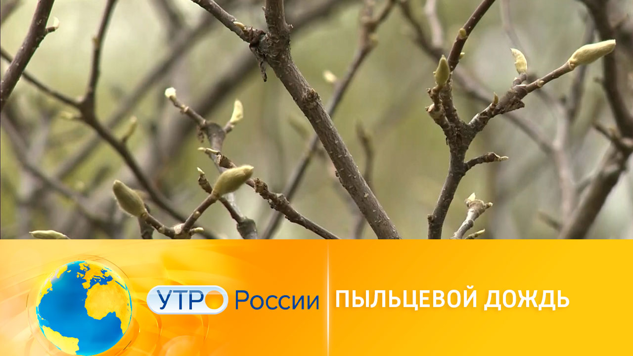 Осторожно, пыльца: сезон аллергии начался