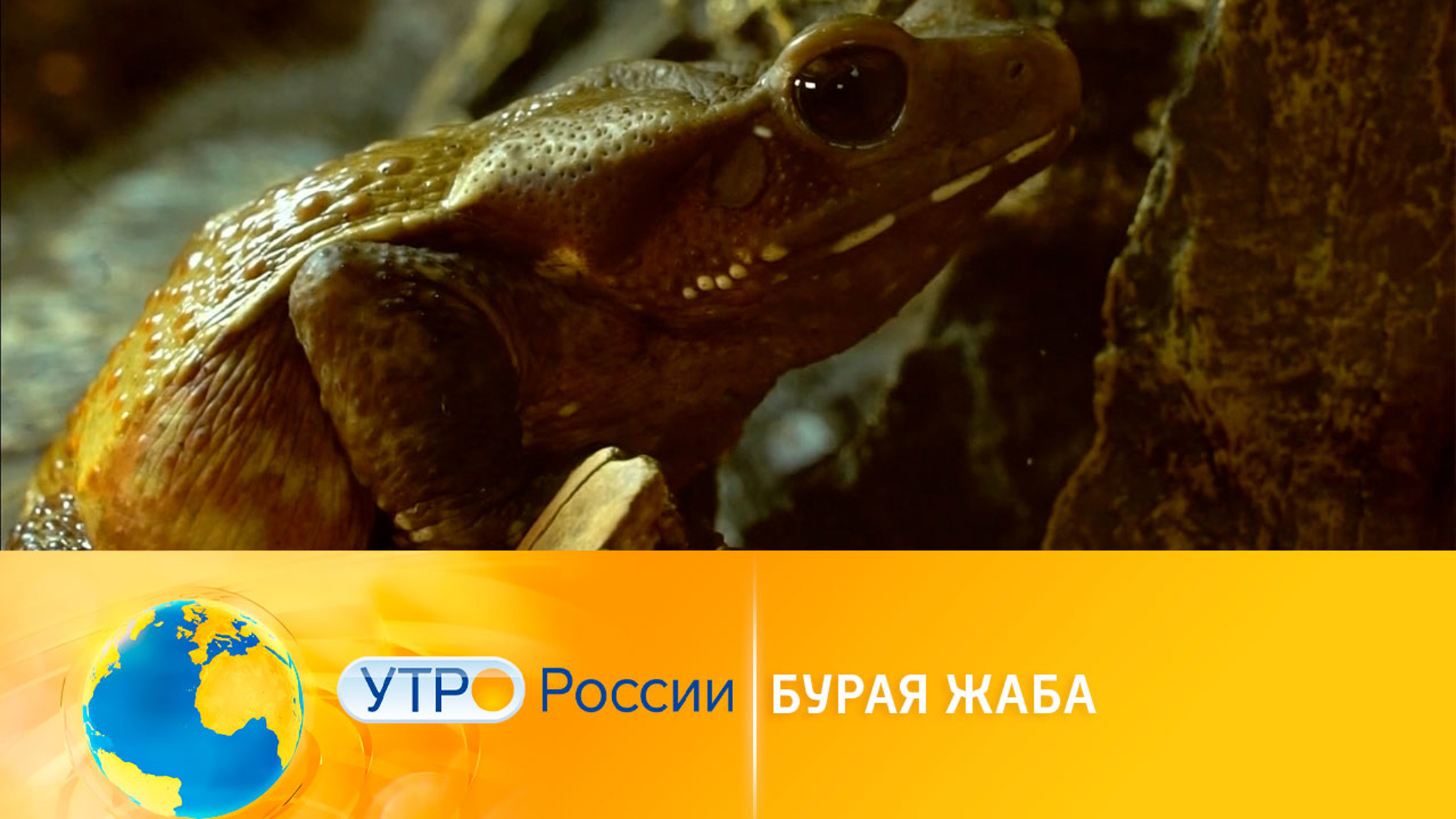 Бурая жаба: самый неприхотливый питомец