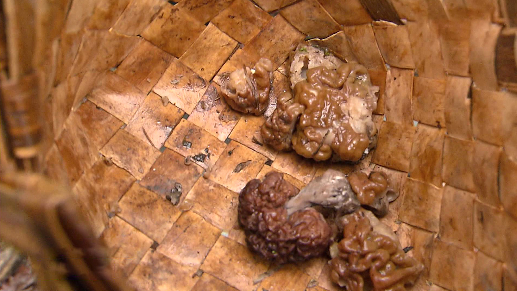 Сморчки и строчки: как не отравиться весенними грибами