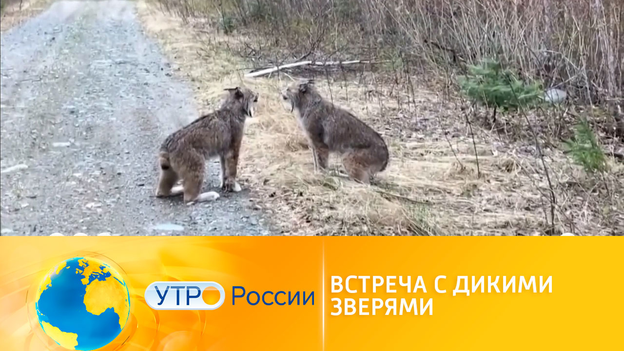 Встреча с дикими животными: как правильно себя вести