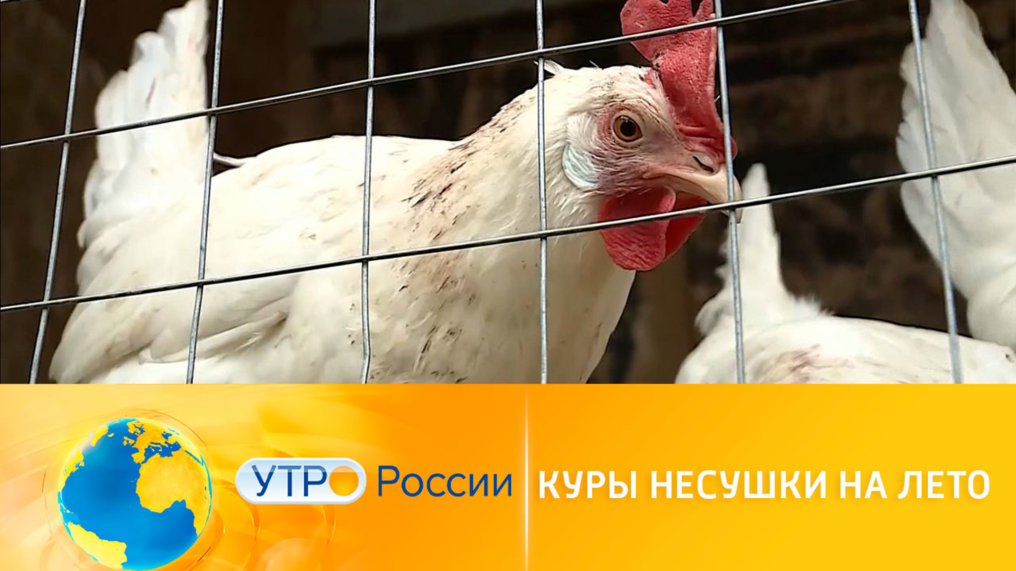 Содержание кур несушек на даче в летний период