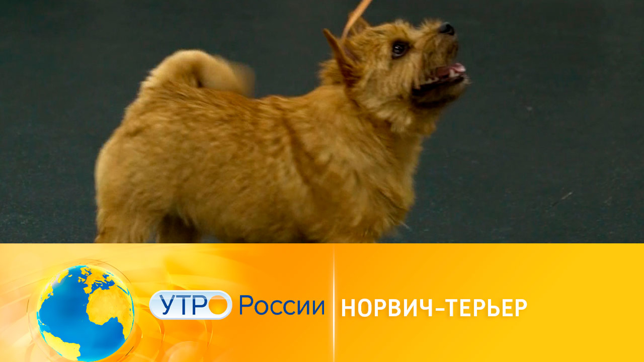 Норвич-терьер: очаровательная собака-компаньон
