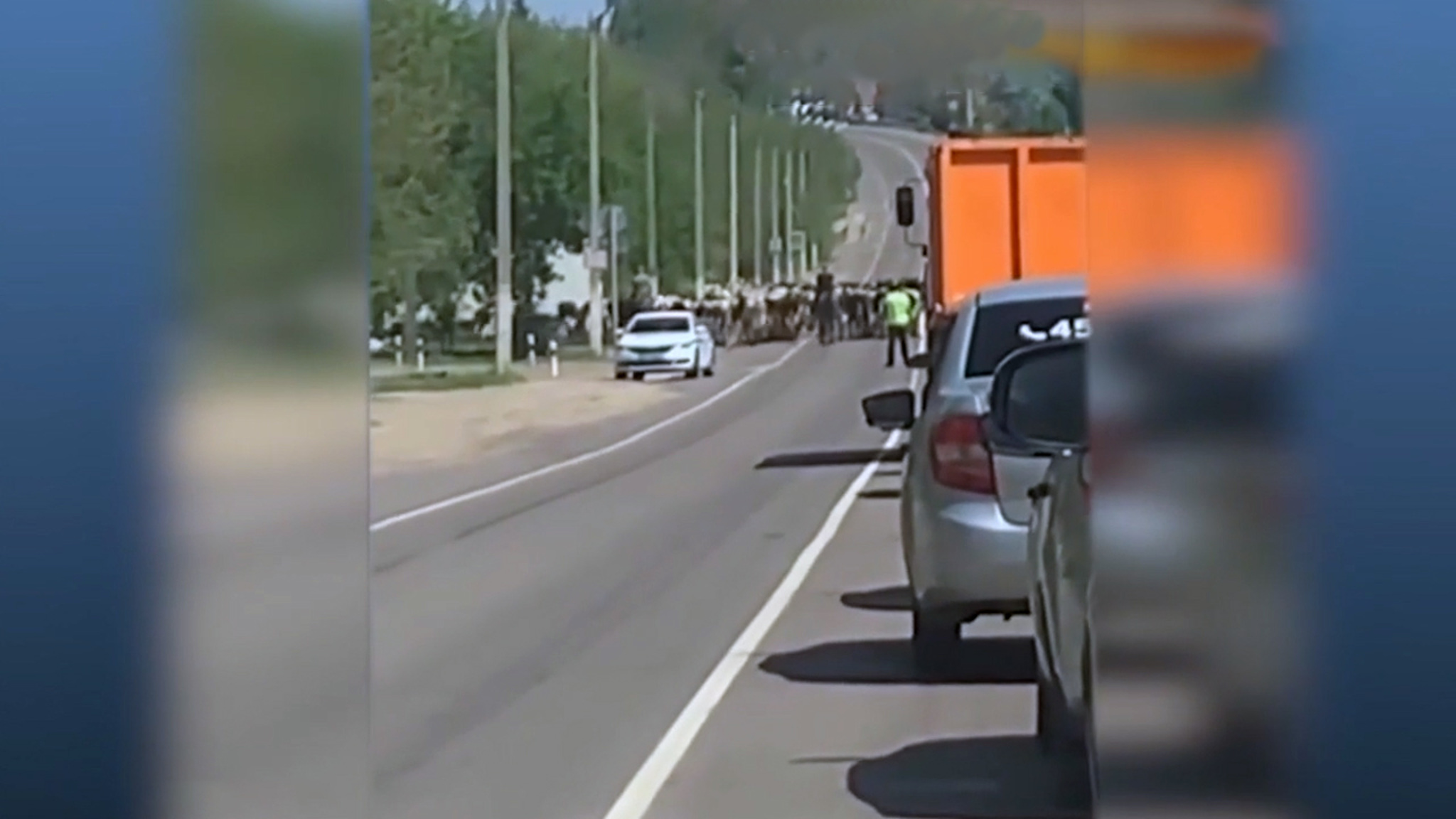 Автоинспекторы помогли стаду коров перейти дорогу