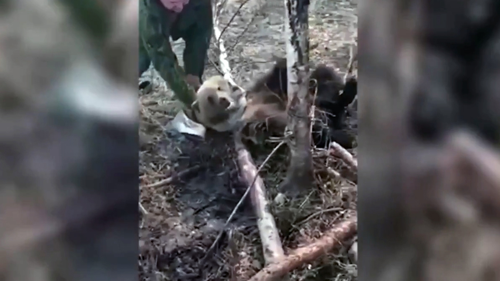 Спасенный из капкана медвежонок покусал лесника