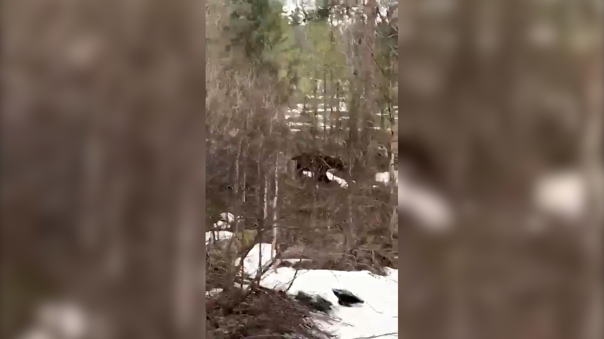 Мужчина встретился с медведем под Мурманском