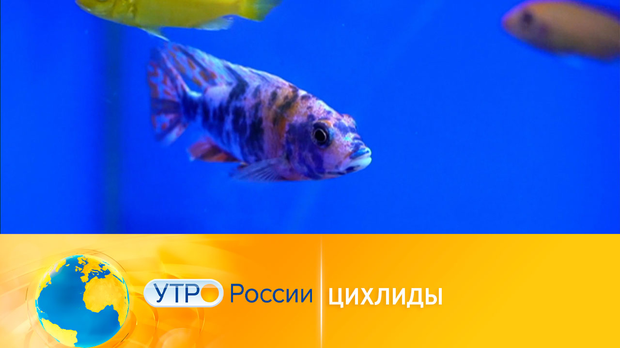Цихлиды: красота в аквариуме