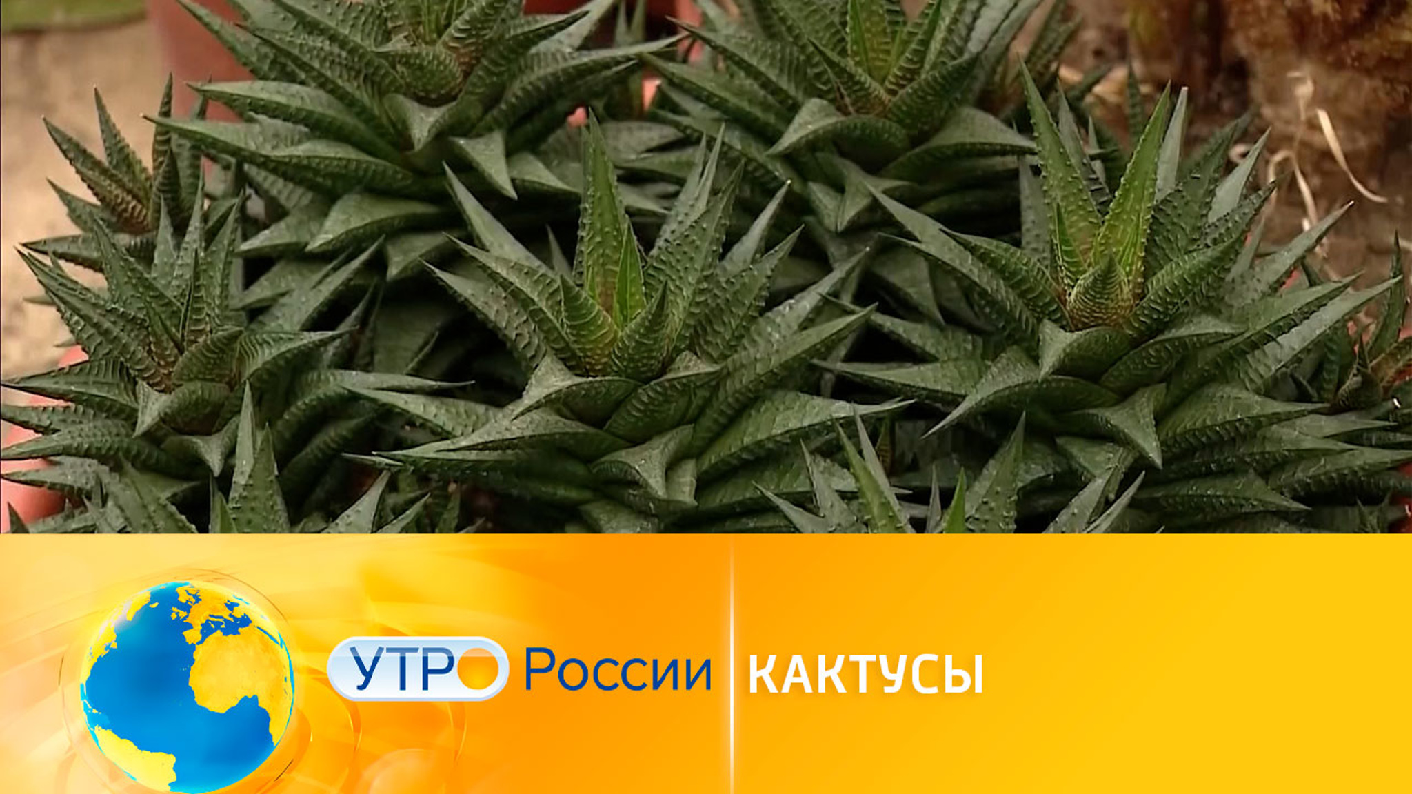 Кактусы: зачем нужна колючая коллекция