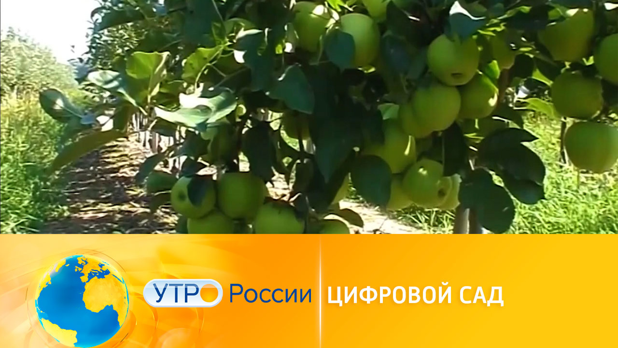 Цифровые сады: богатый урожай, дроны и паспорт для деревьев