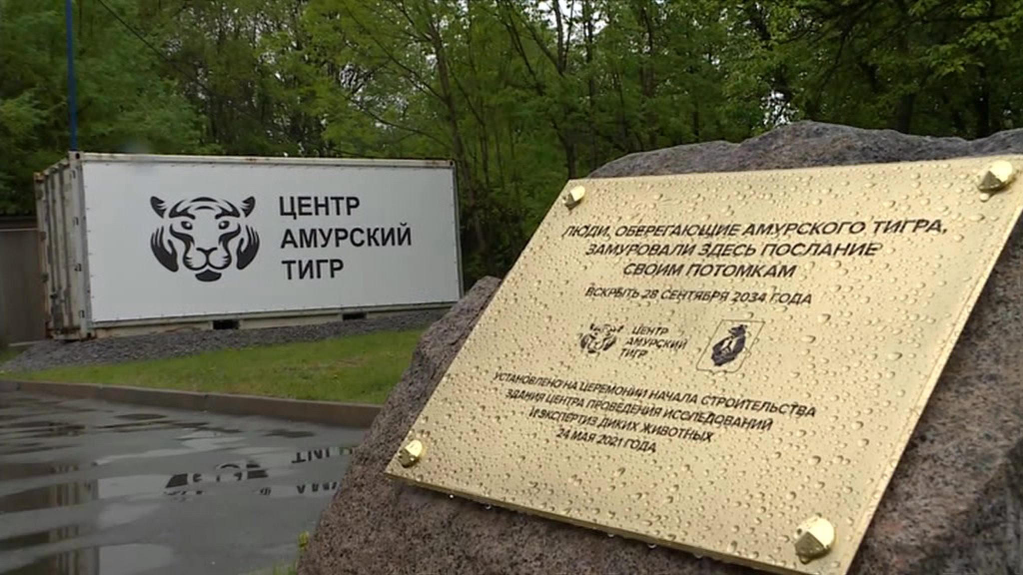 Для защиты амурского тигра создают специальный центр