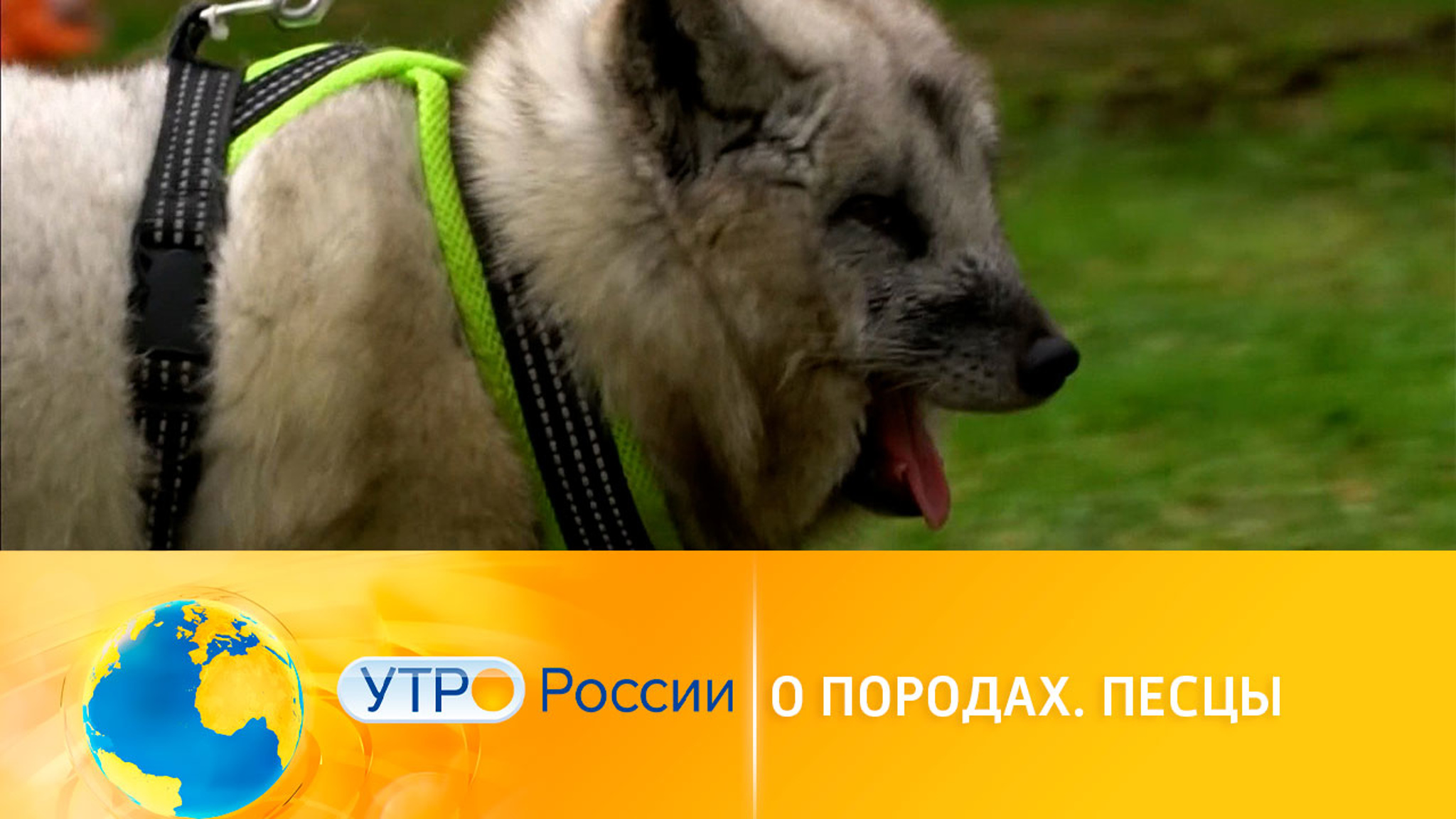 О породах: особенности одомашненных песцов