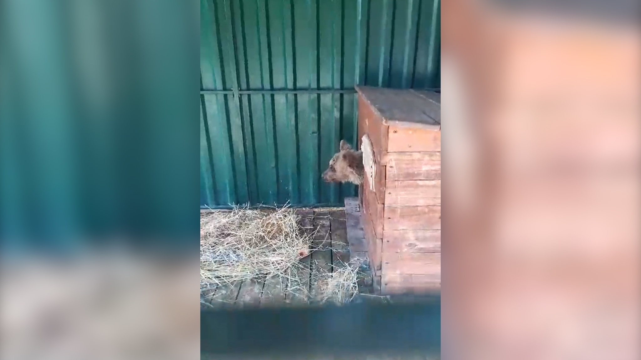 Зоозащитники забрали медвежонка, которого хозяин водил по пляжу