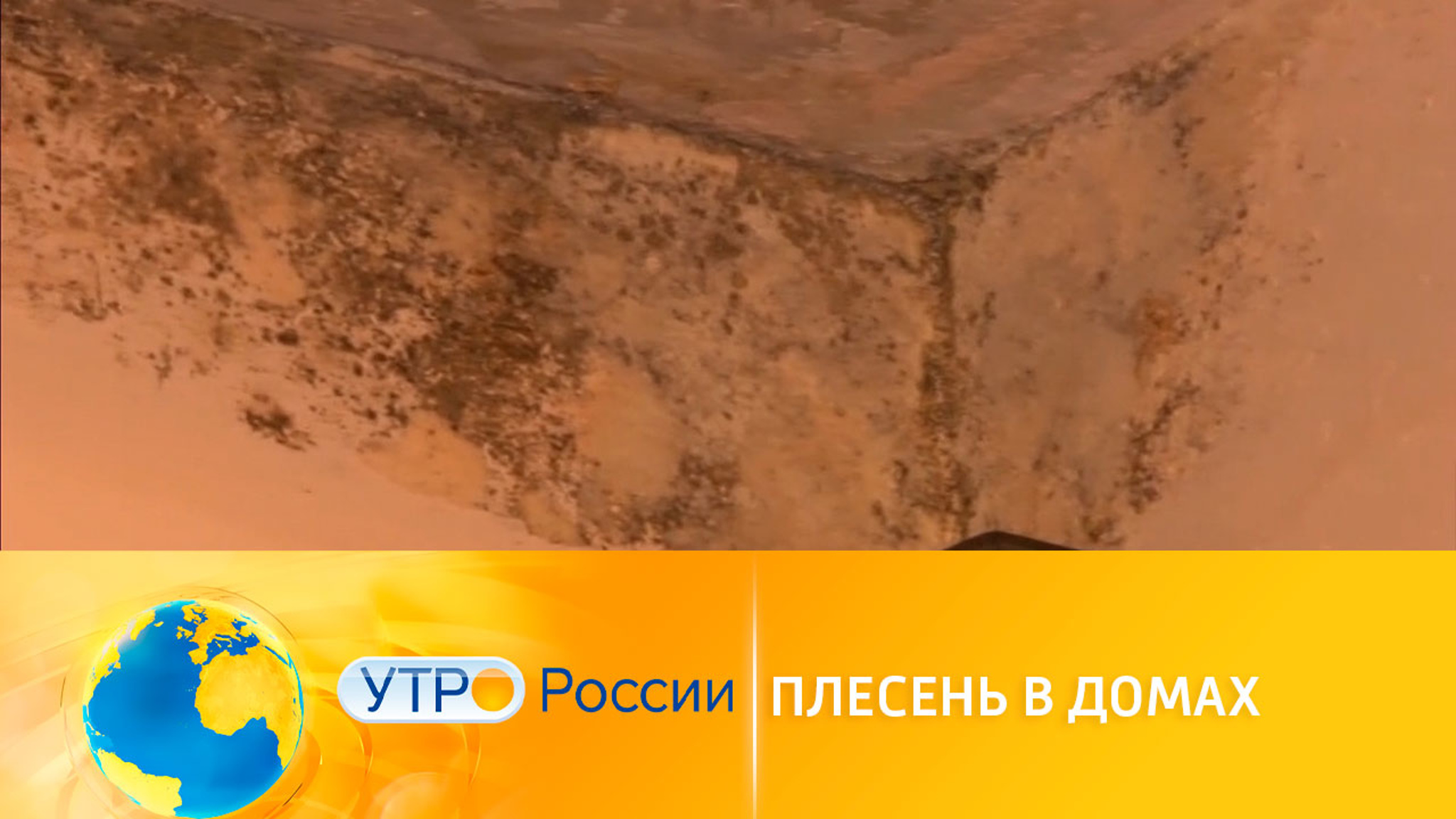 Плесень в домах: как с ней бороться