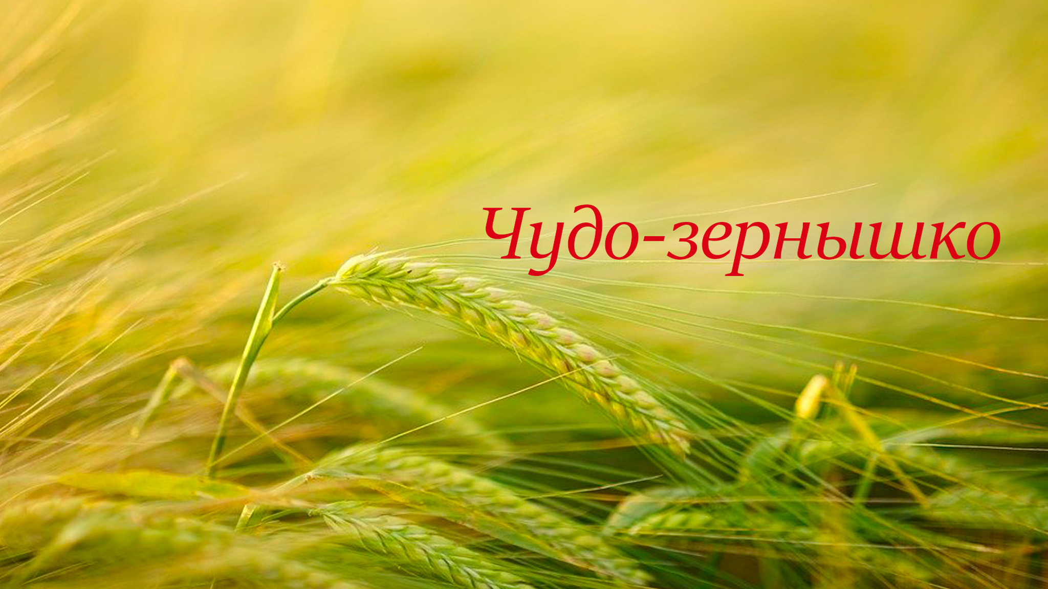 Чудо-зернышко