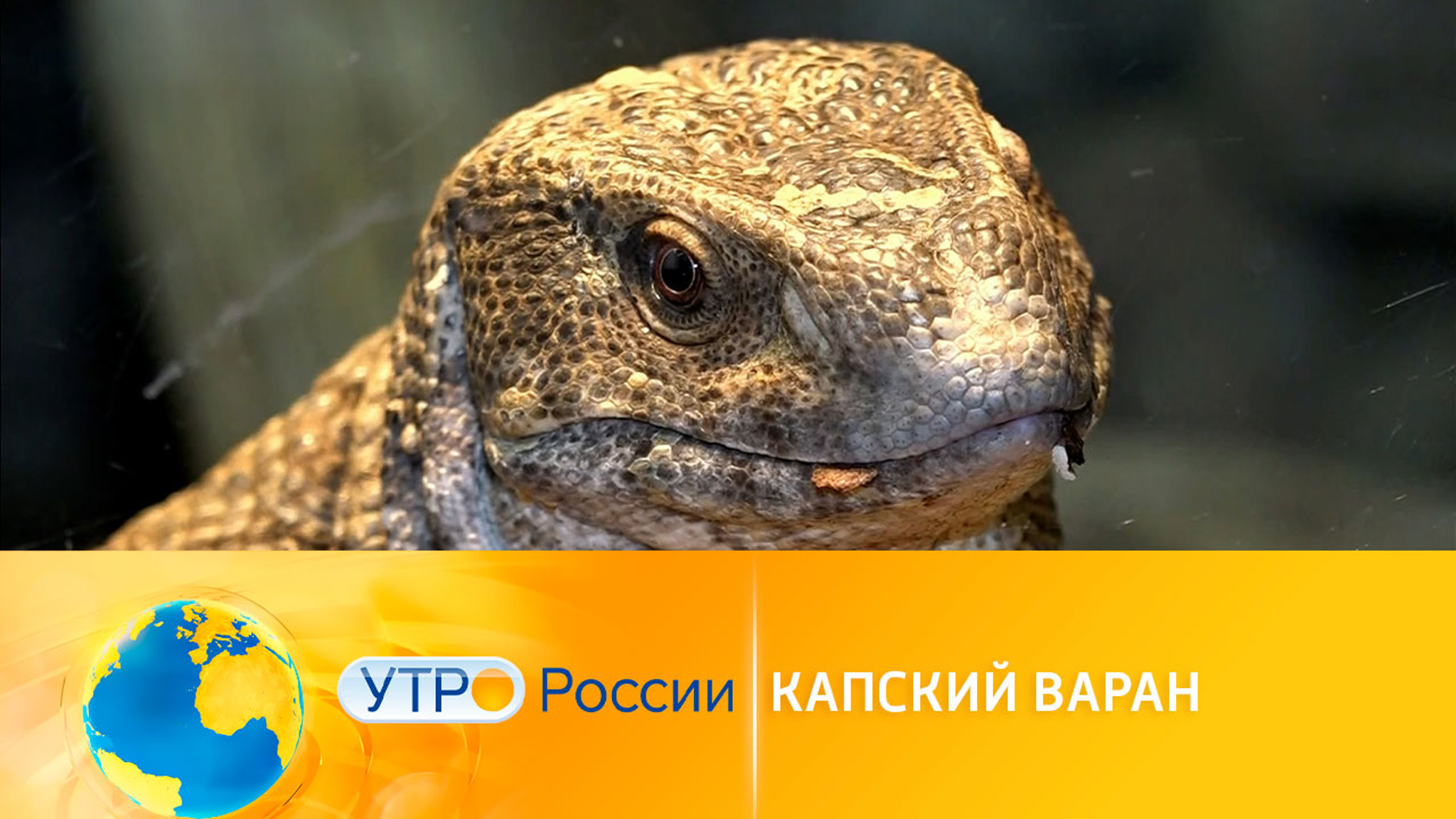Про породы: капский варан