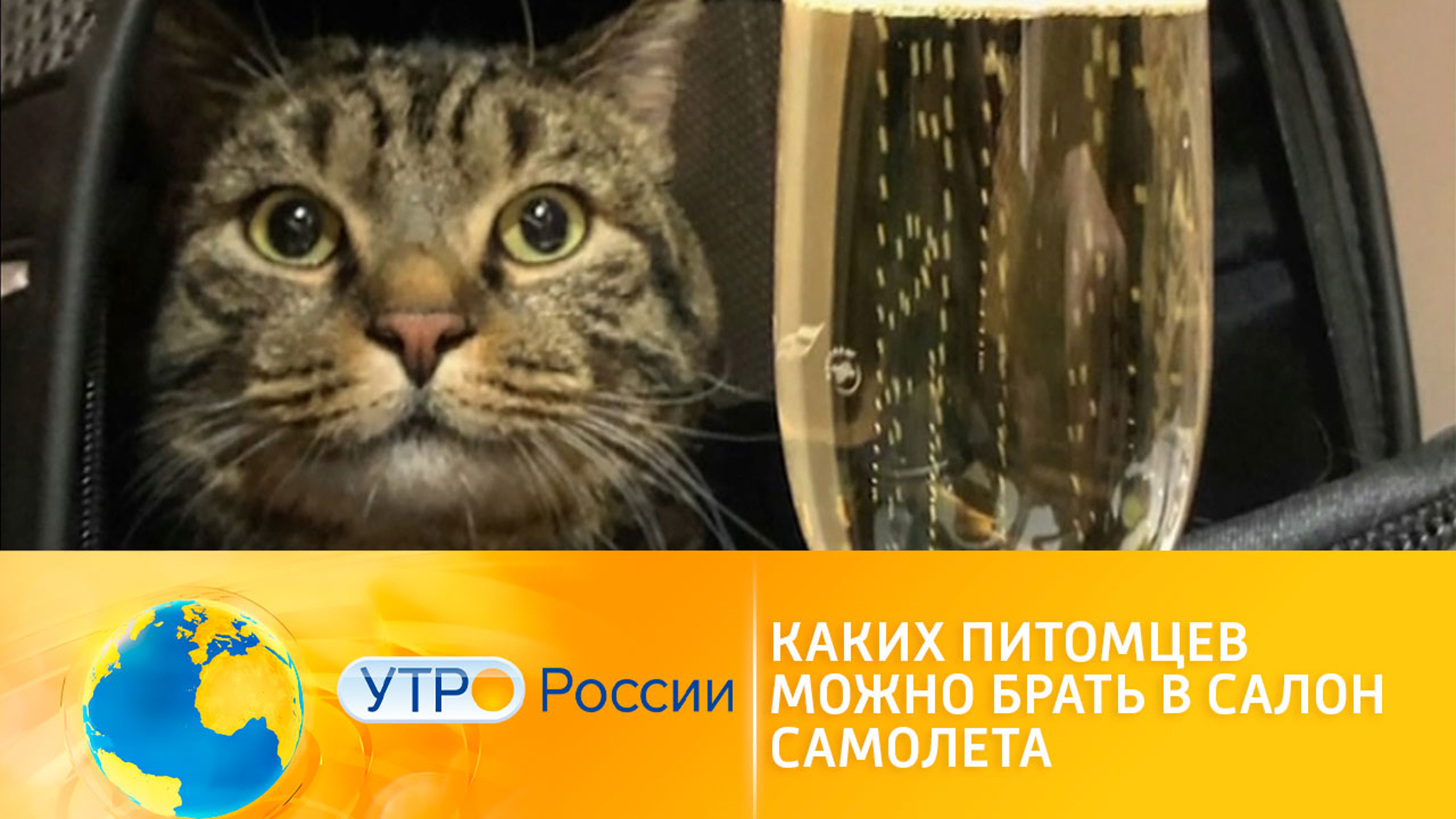 Авиакомпании пересмотрят стандарты провоза животных в салоне