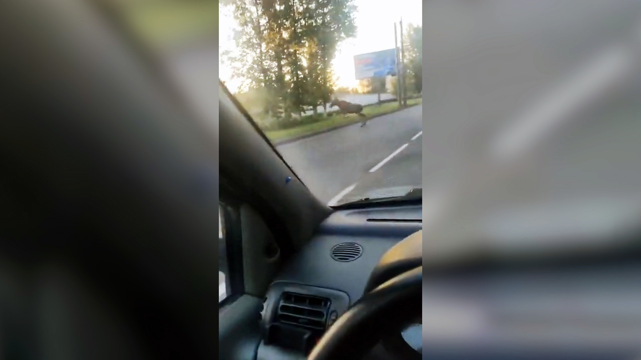 Жители Ярославля сняли на видео "спешащего на учебу" лося