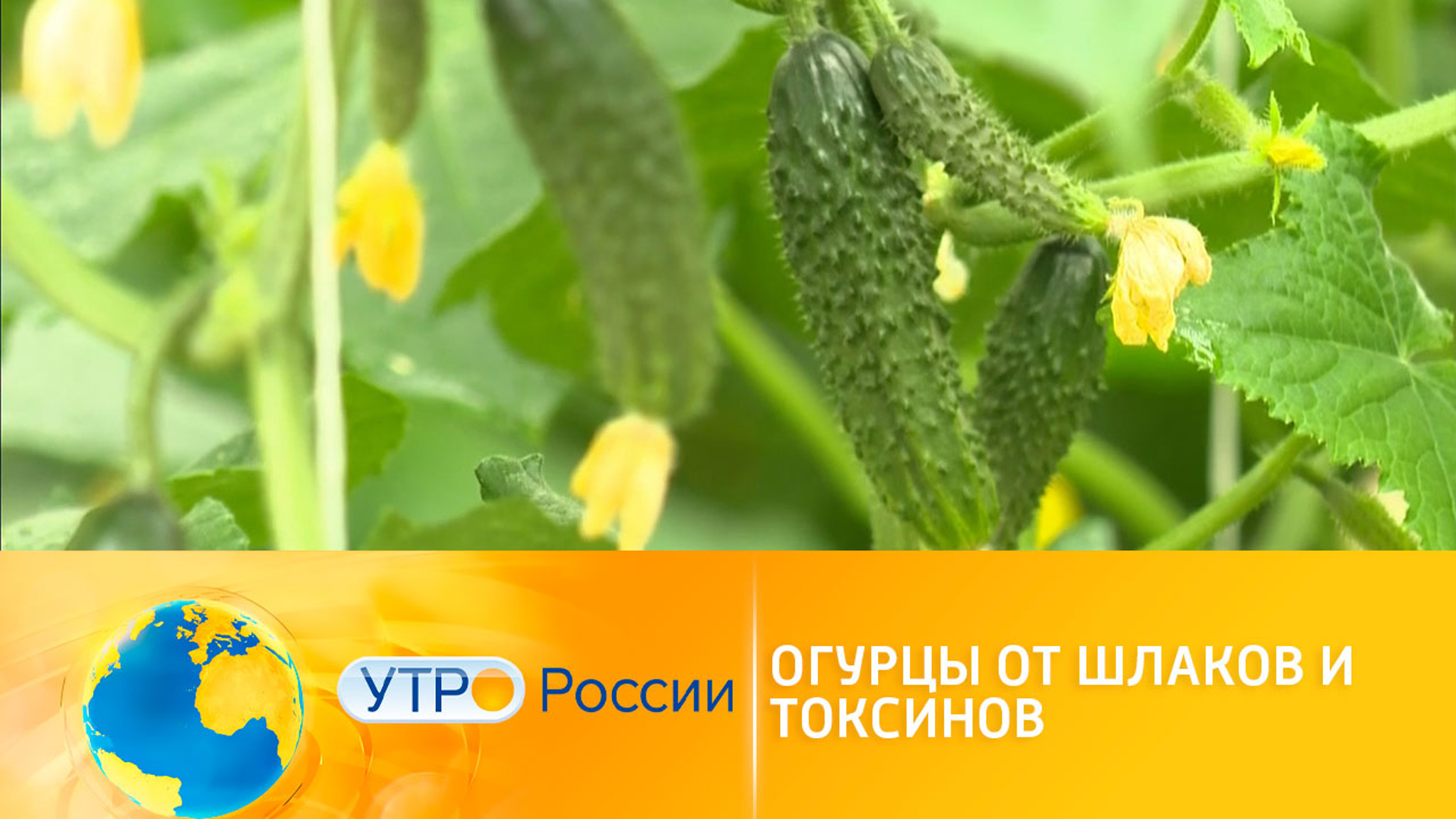 Диетологи рассказали о пользе огурцов