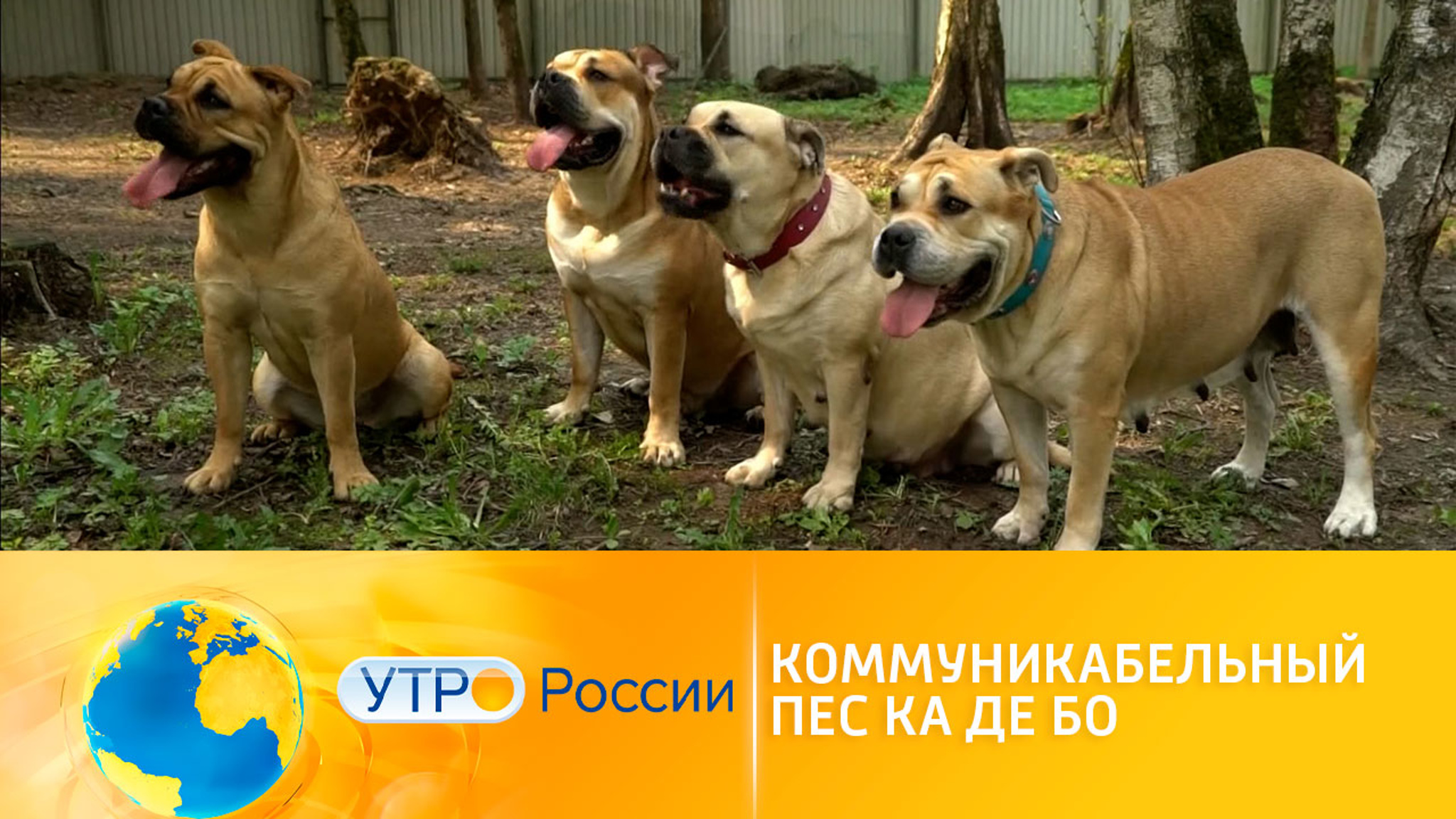 Ка-де-бо – идеальный пес-компаньон
