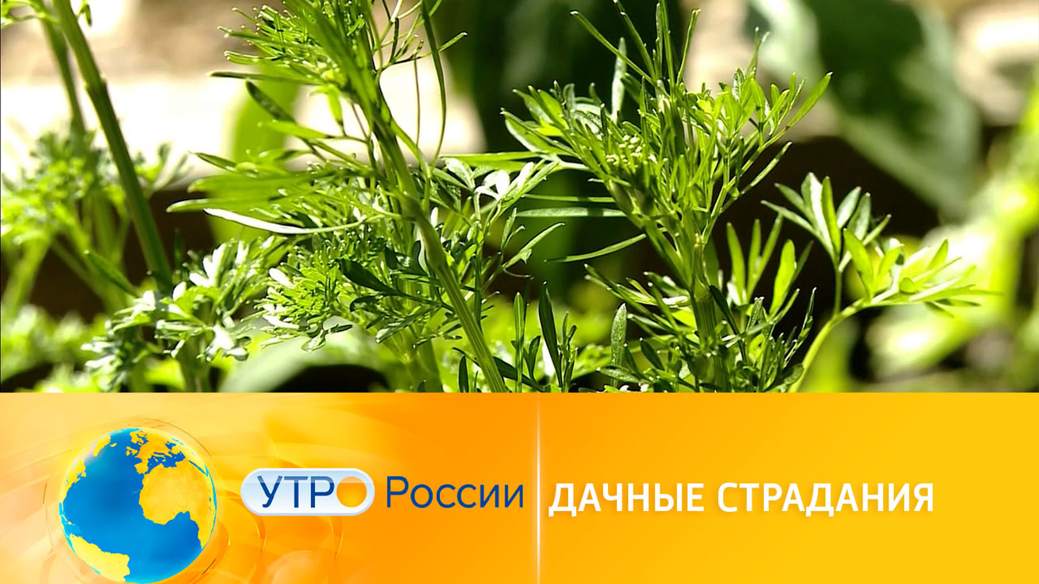 Дачные запреты: выращивание петрушки, продажа картофеля и мангал