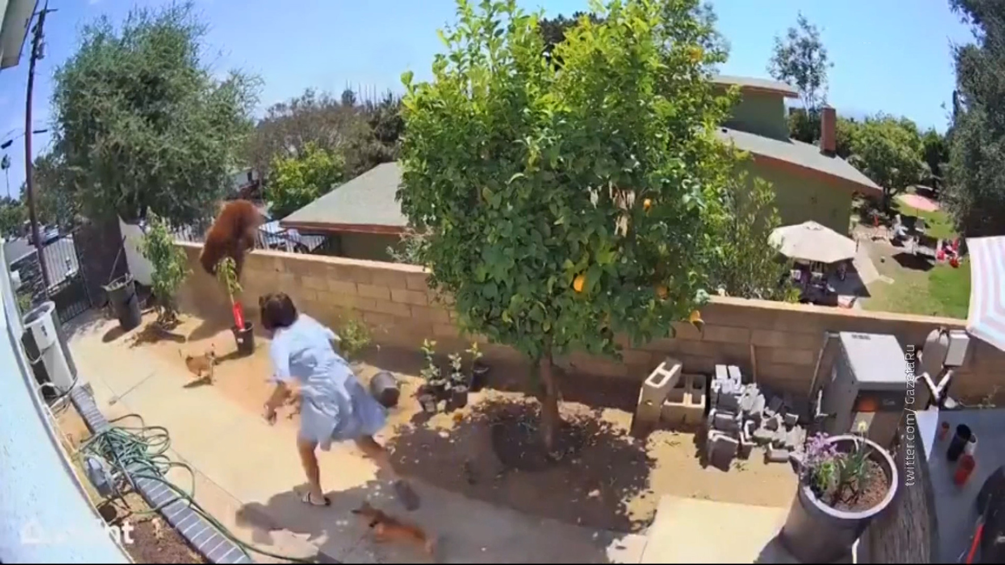 Отчаянная американская домохозяйка спасла своих собак от медведицы