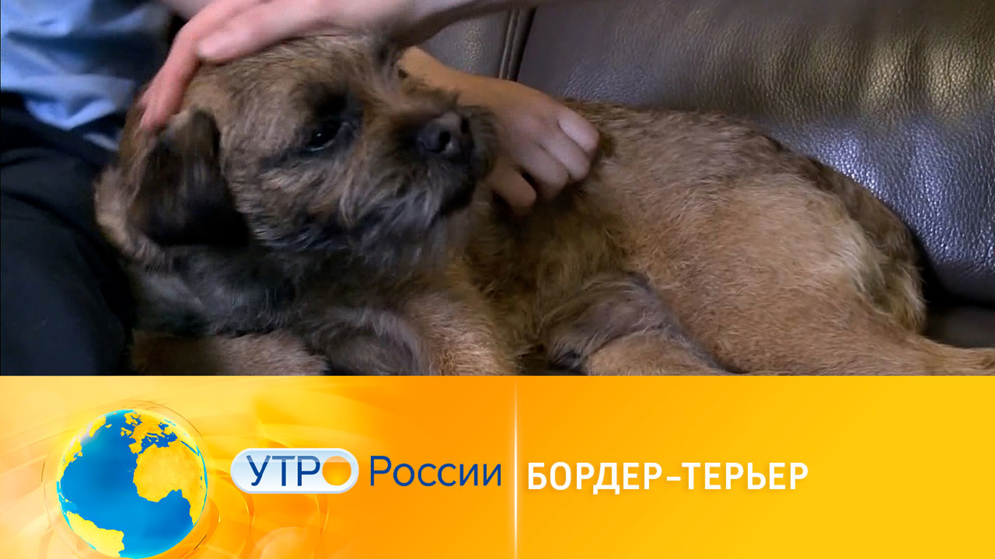 Все о бордер-терьерах