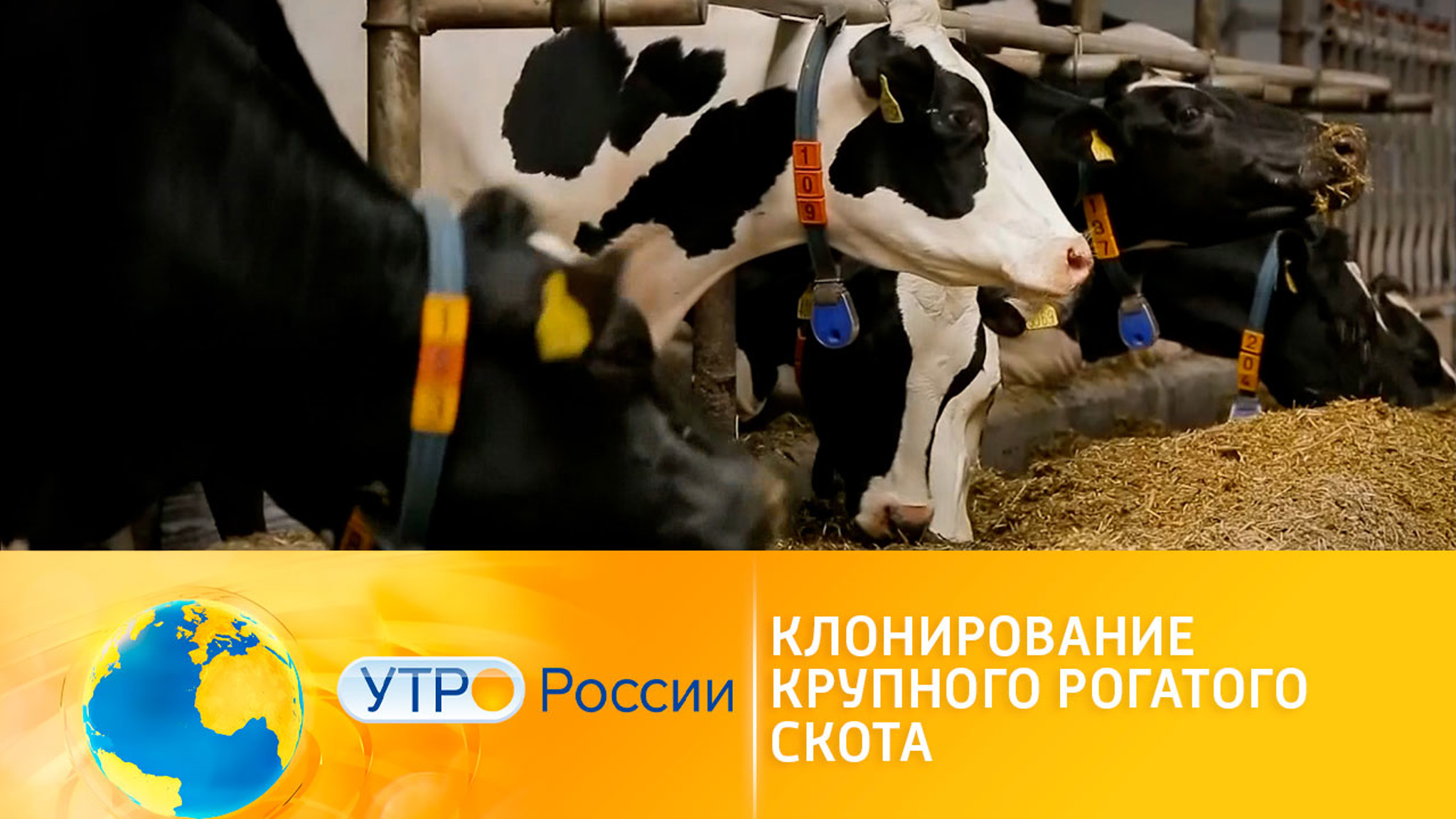 В России создана технология промышленного клонирования крупного рогатого скота