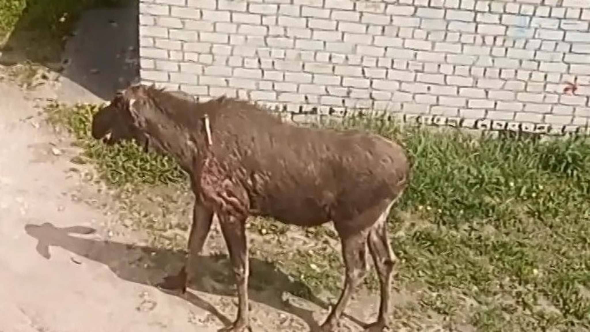 Жители смоленских лесов зачастили к людям