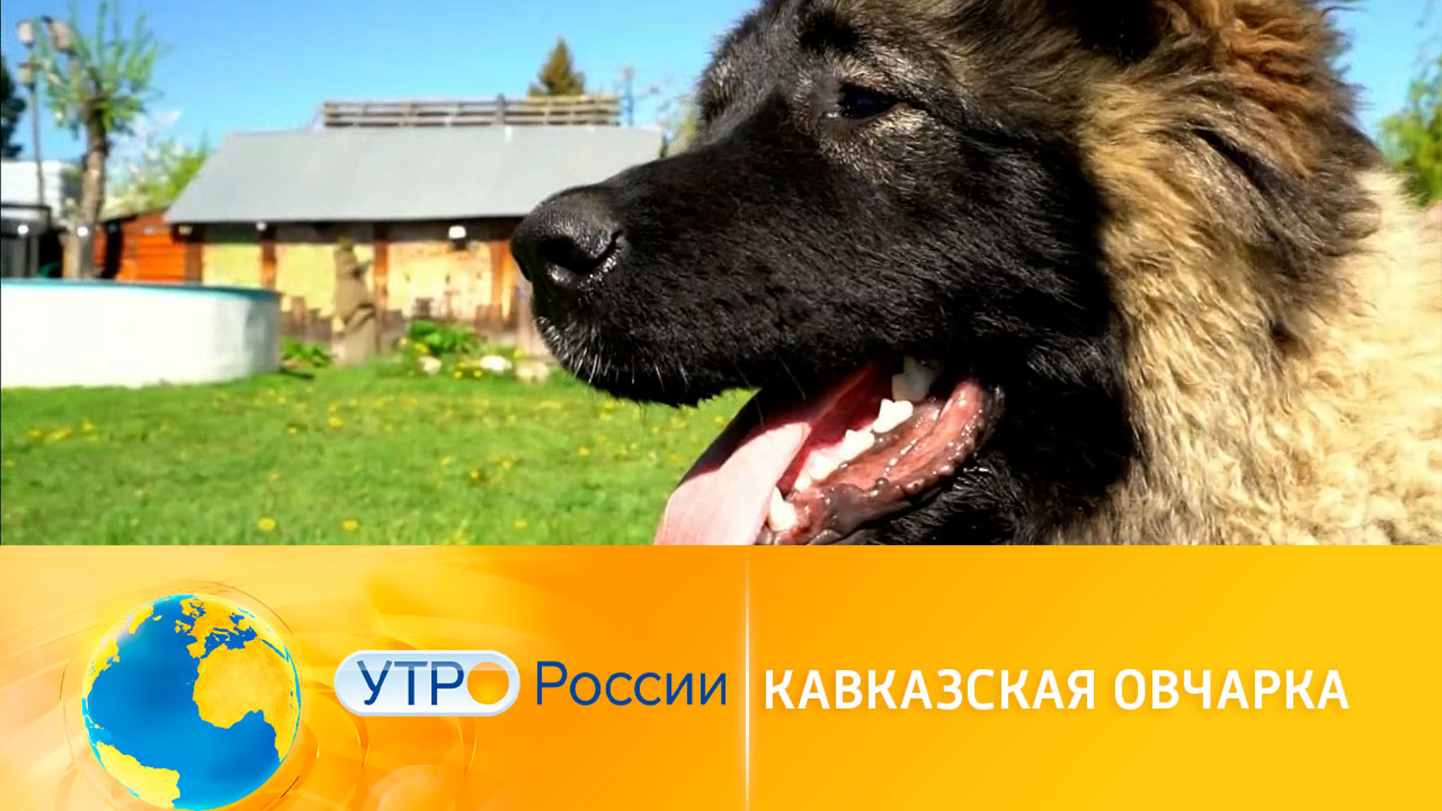 Интересные факты о кавказских овчарках