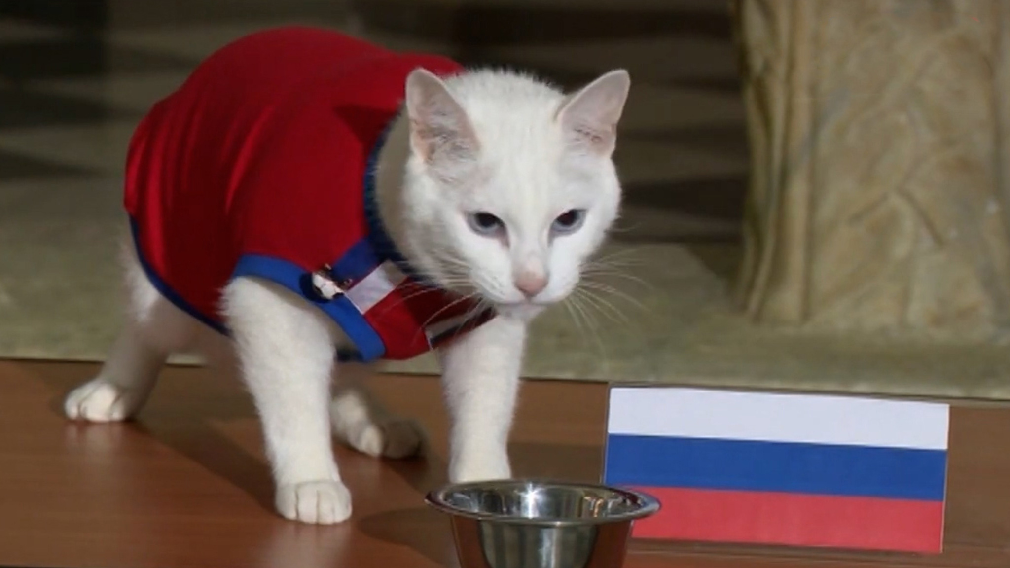 Кот Ахилл предсказал победу России над Финляндией