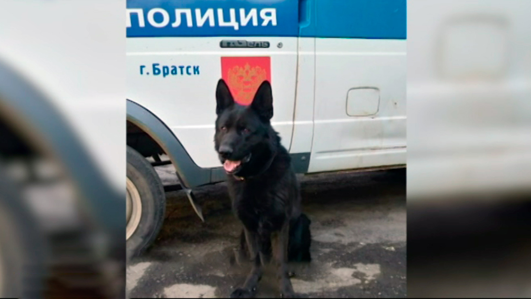 Служебная собака помогла разыскать без вести пропавшего мальчика в Братске