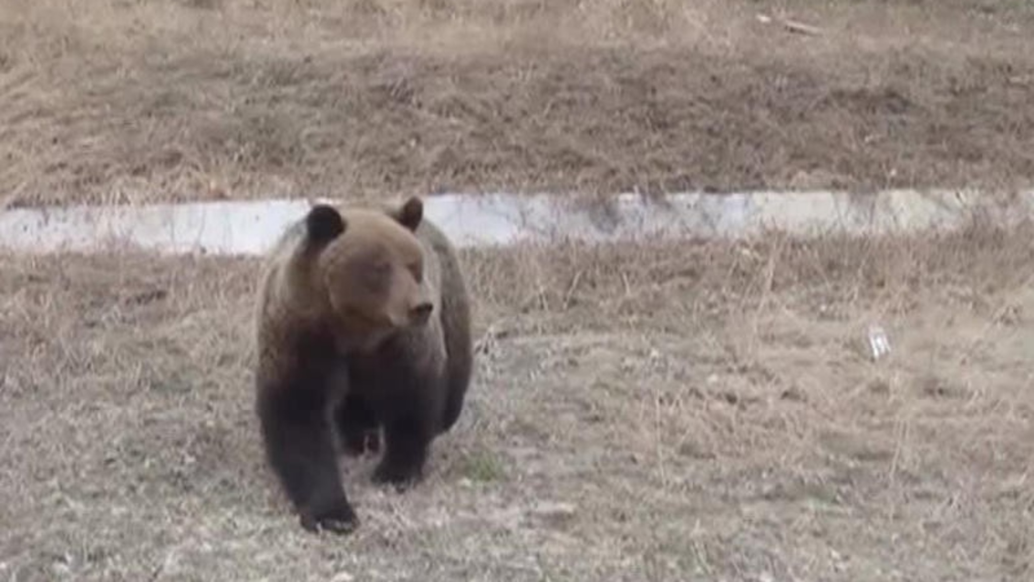 У населенных пунктов Красноярского края участились встречи с медведями