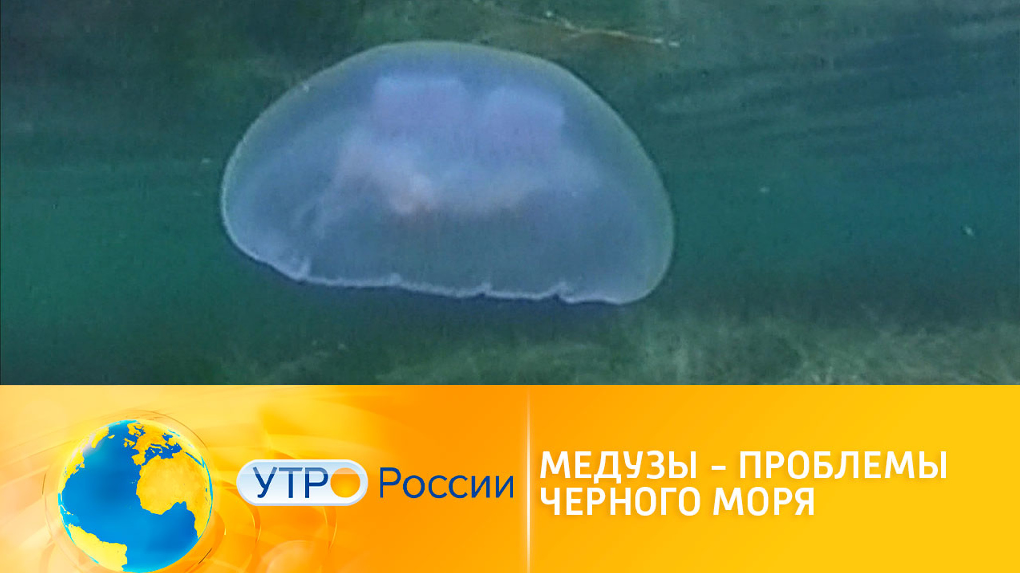 В российских морях растет число медуз