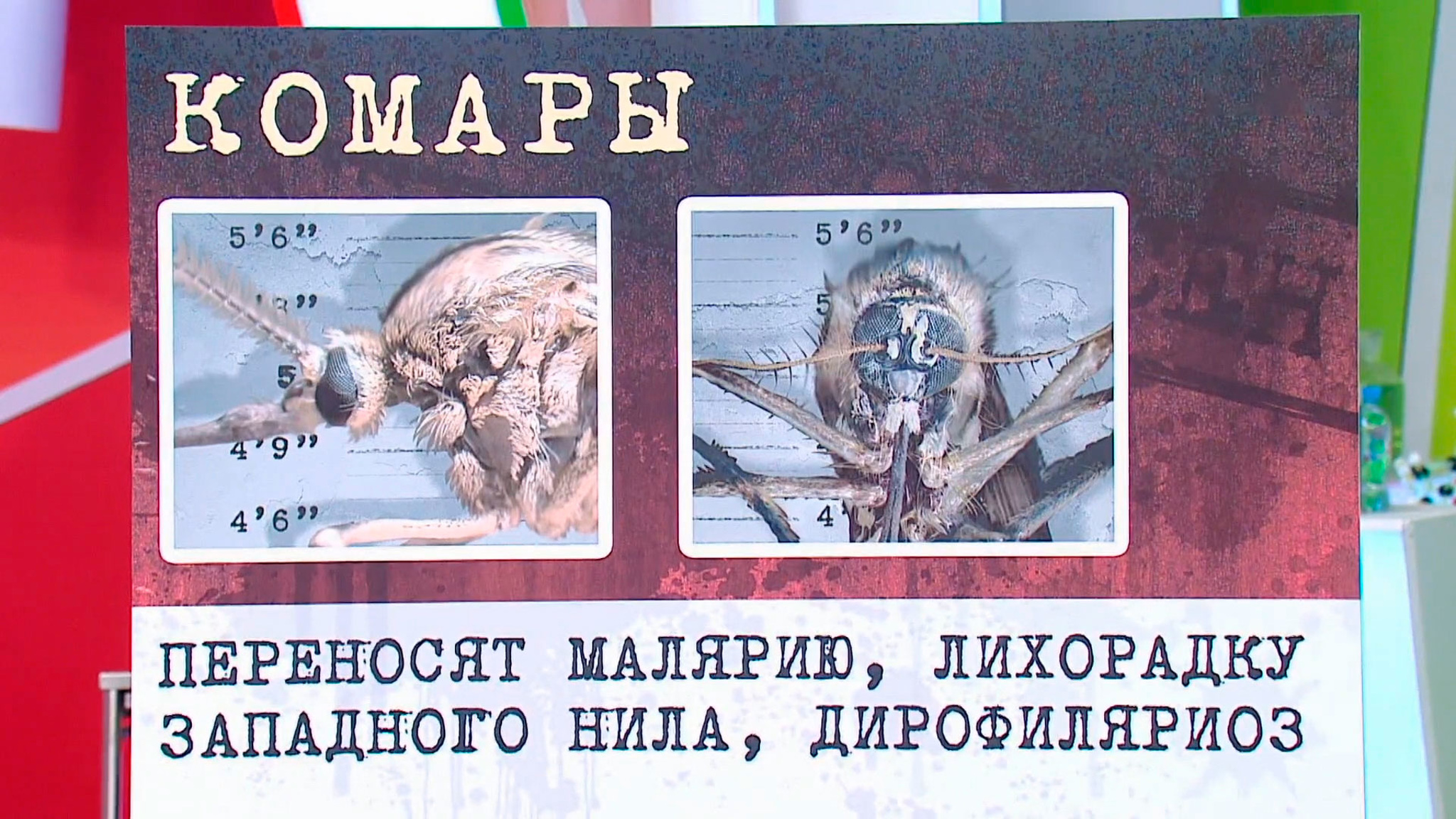 Каких людей чаще кусают комары