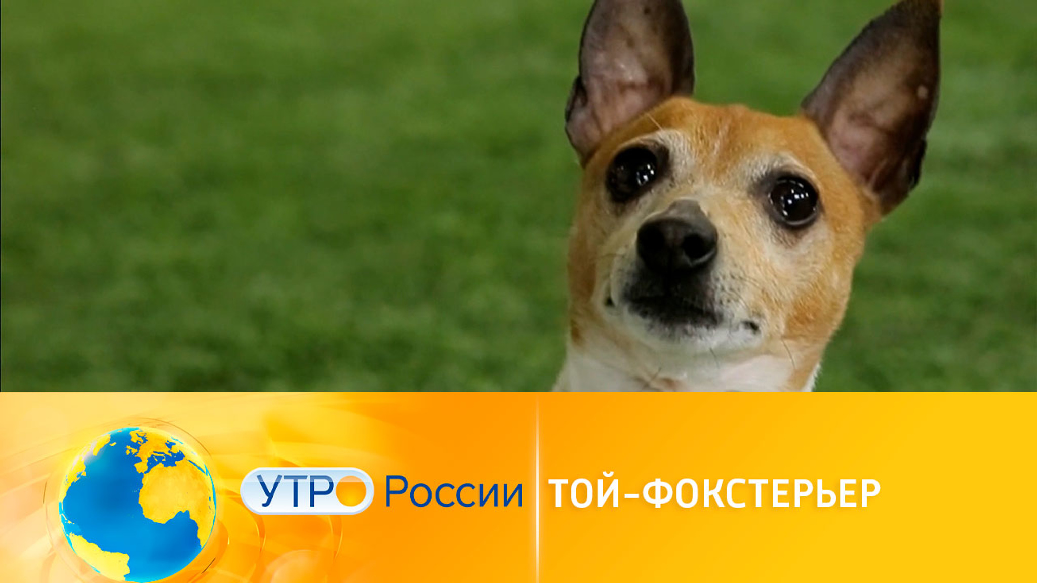 Той-фокстерьер: интересное о породе