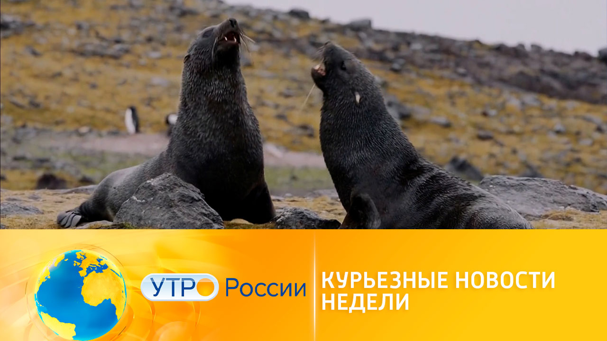 Курьезные новости недели