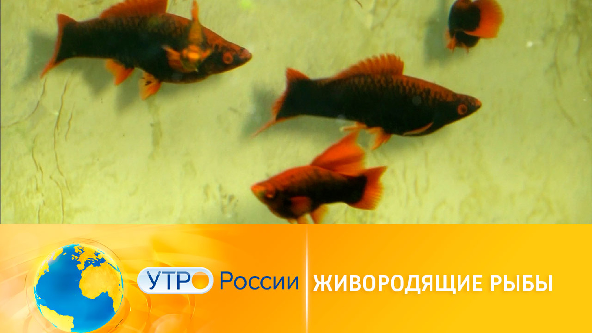 Гуппи и другие: как содержать живородящих рыб