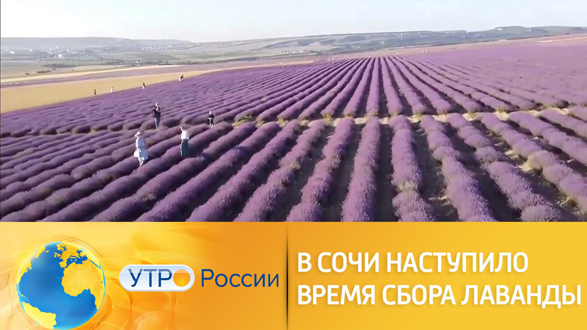 В Сочи наступило время сбора лаванды