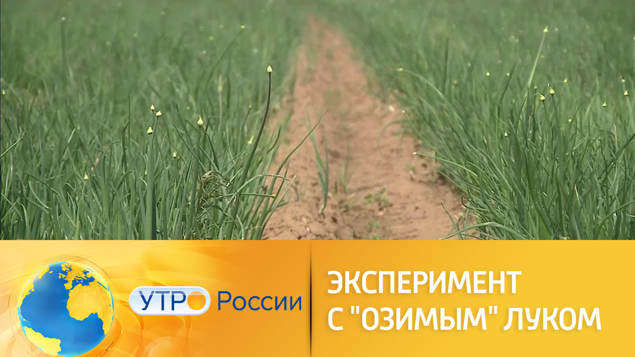 Сельскохозяйственный эксперимент с озимым луком