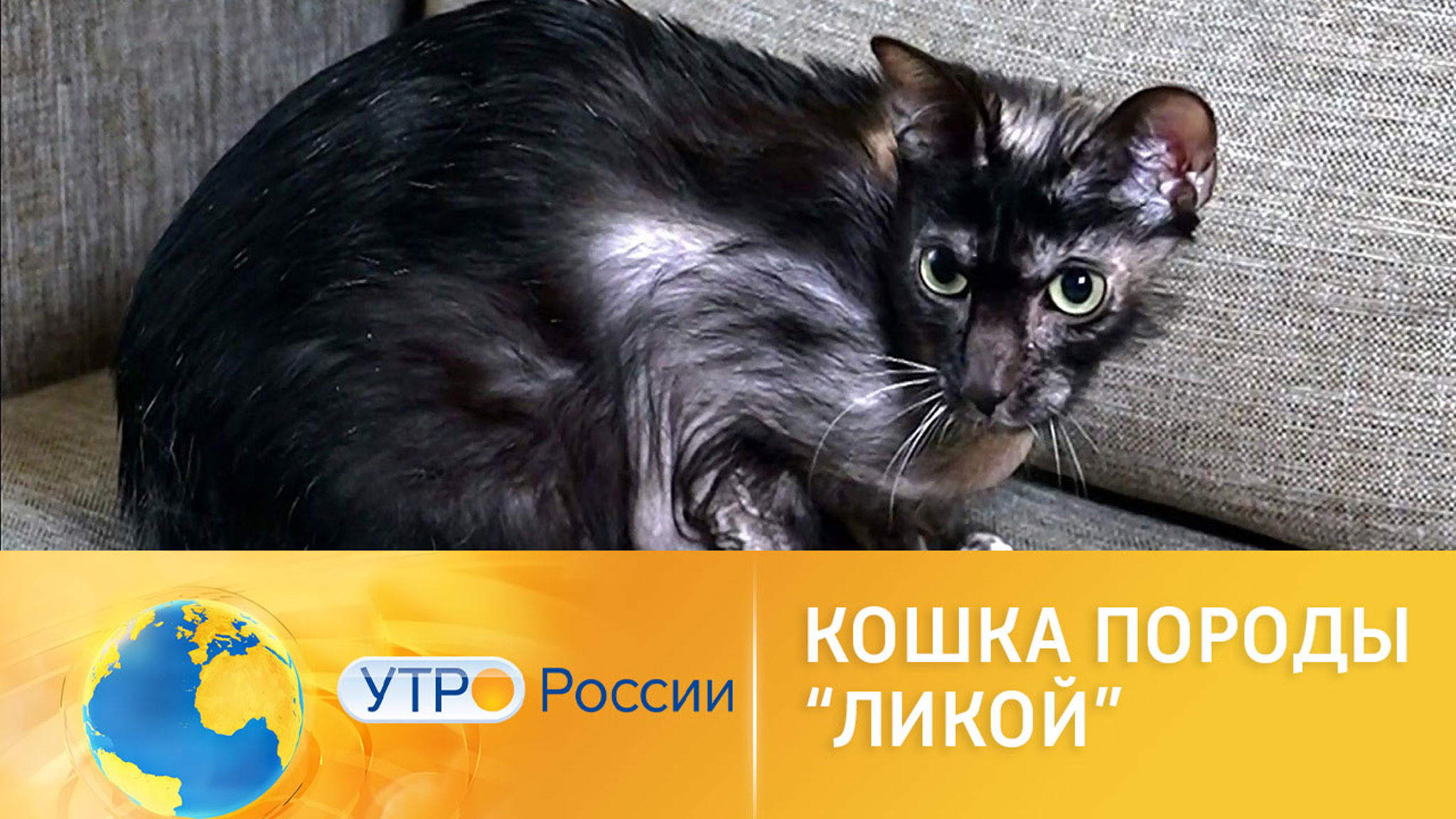 Ликой: интересное о кошках необычной породы