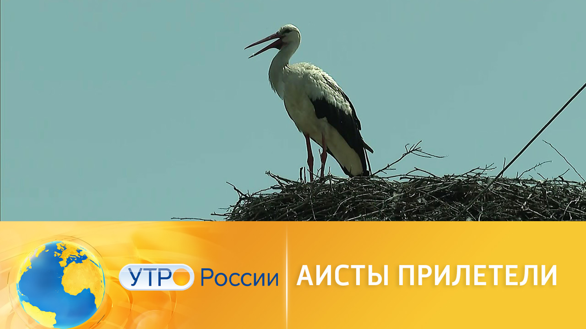 Аисты облюбовали Курскую область