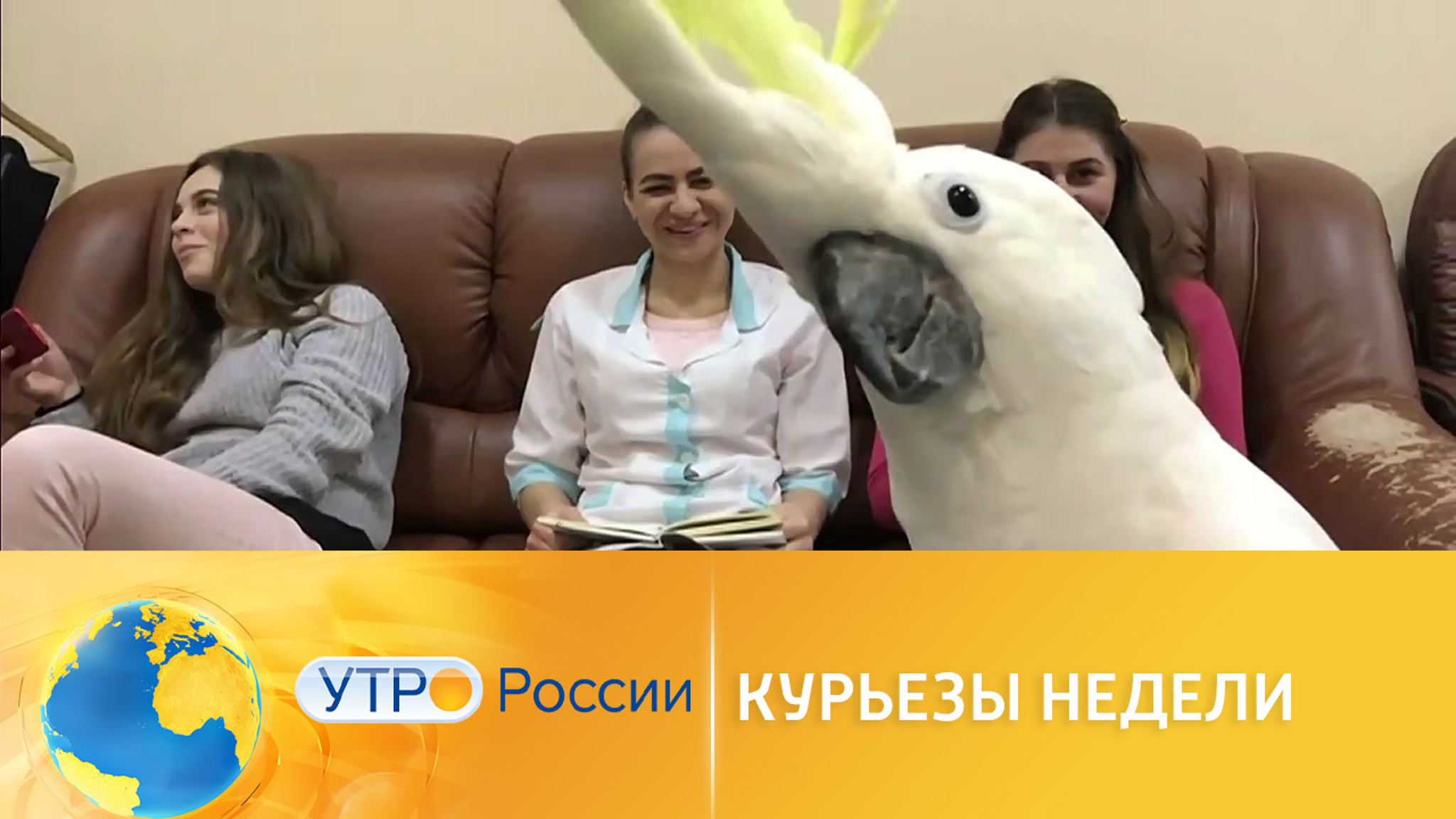 Курьезы недели: попугай-грабитель и арест из-за ДНК-теста