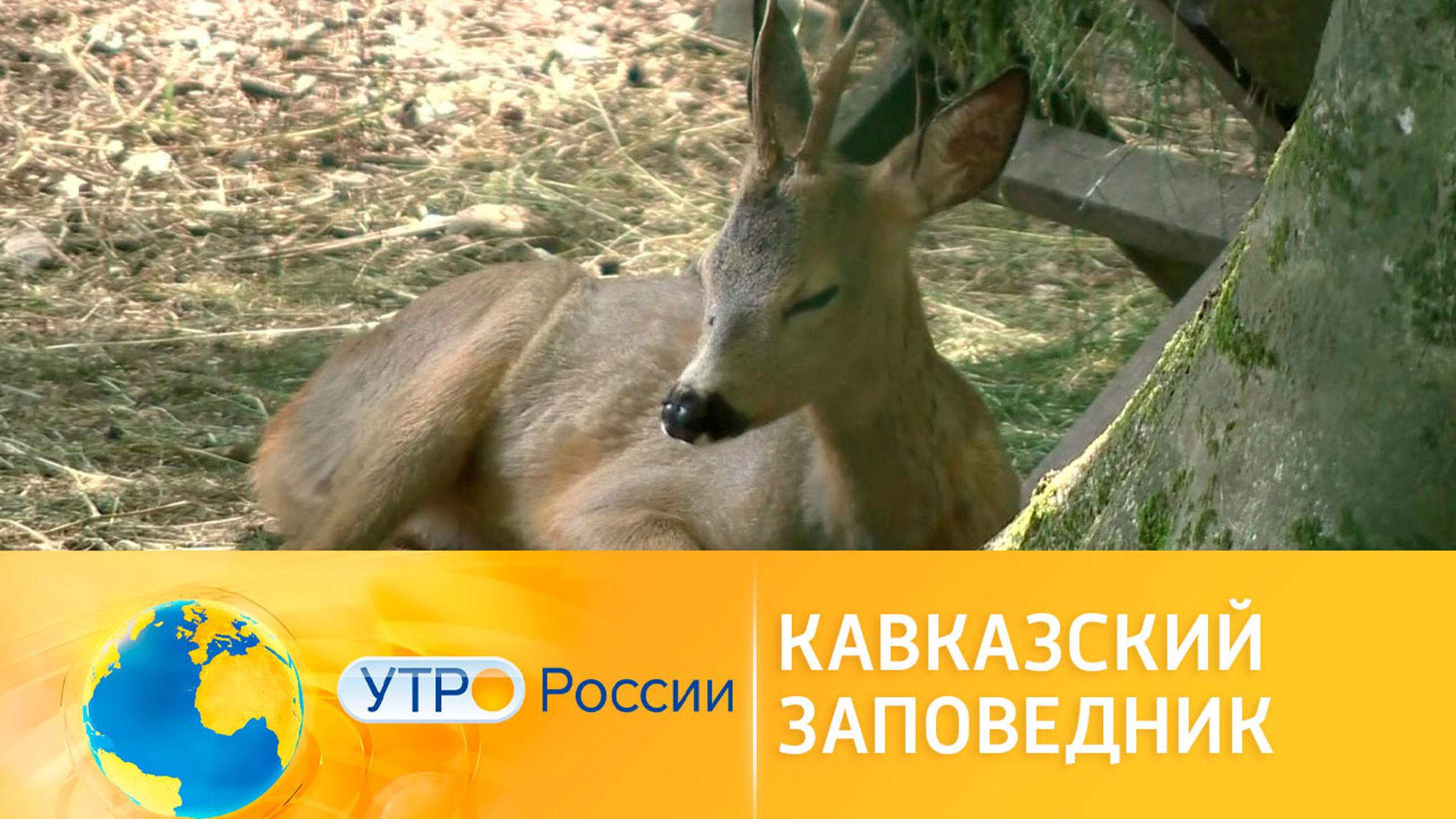 Кавказский заповедник: животные и растения