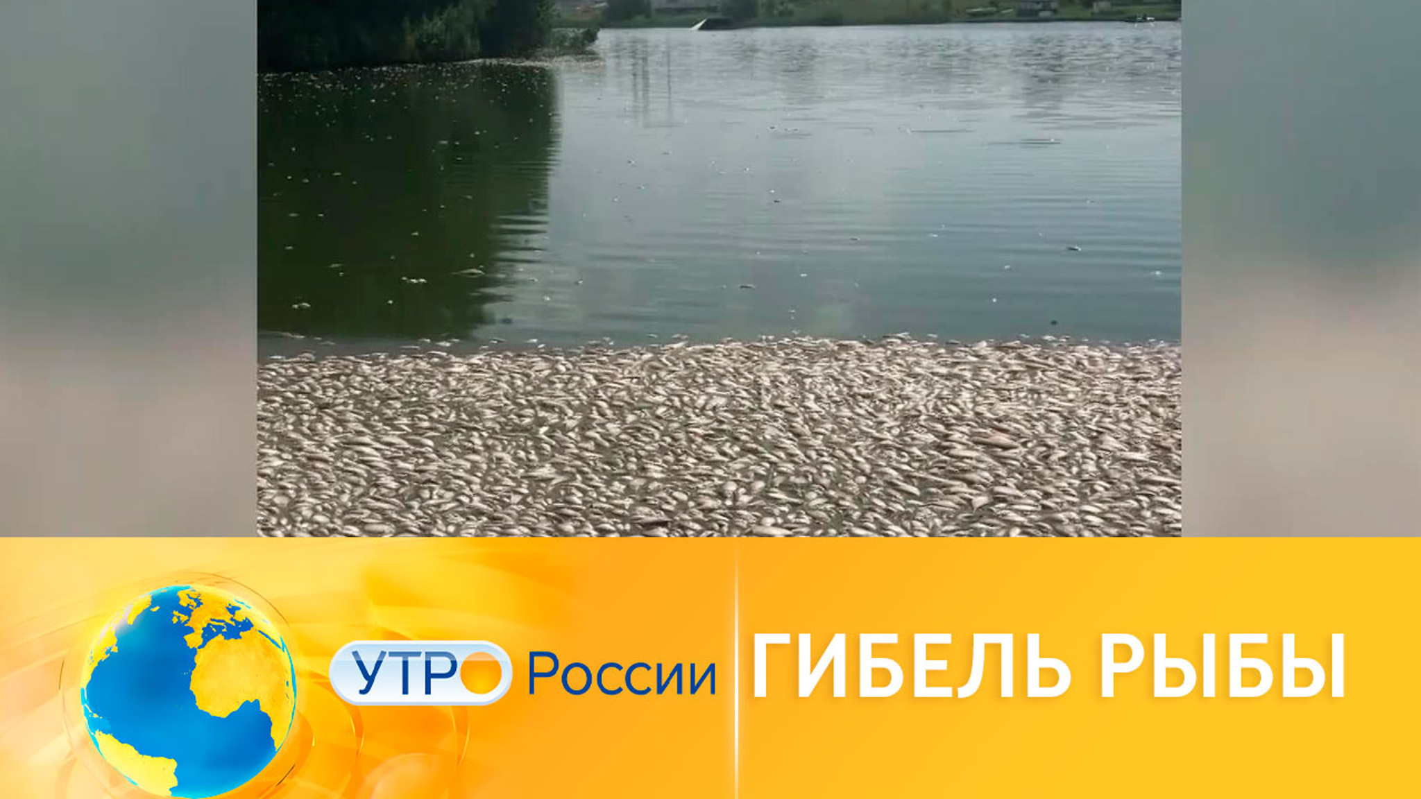 В Ростовской области зафиксировали массовую гибель рыбы