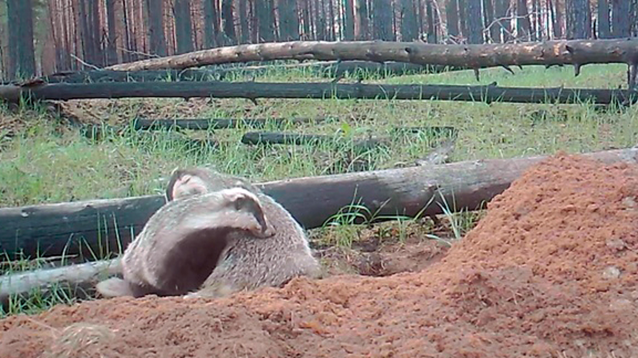 Жизнь барсуков после страшного пожара в воронежском заповеднике сняли на видео