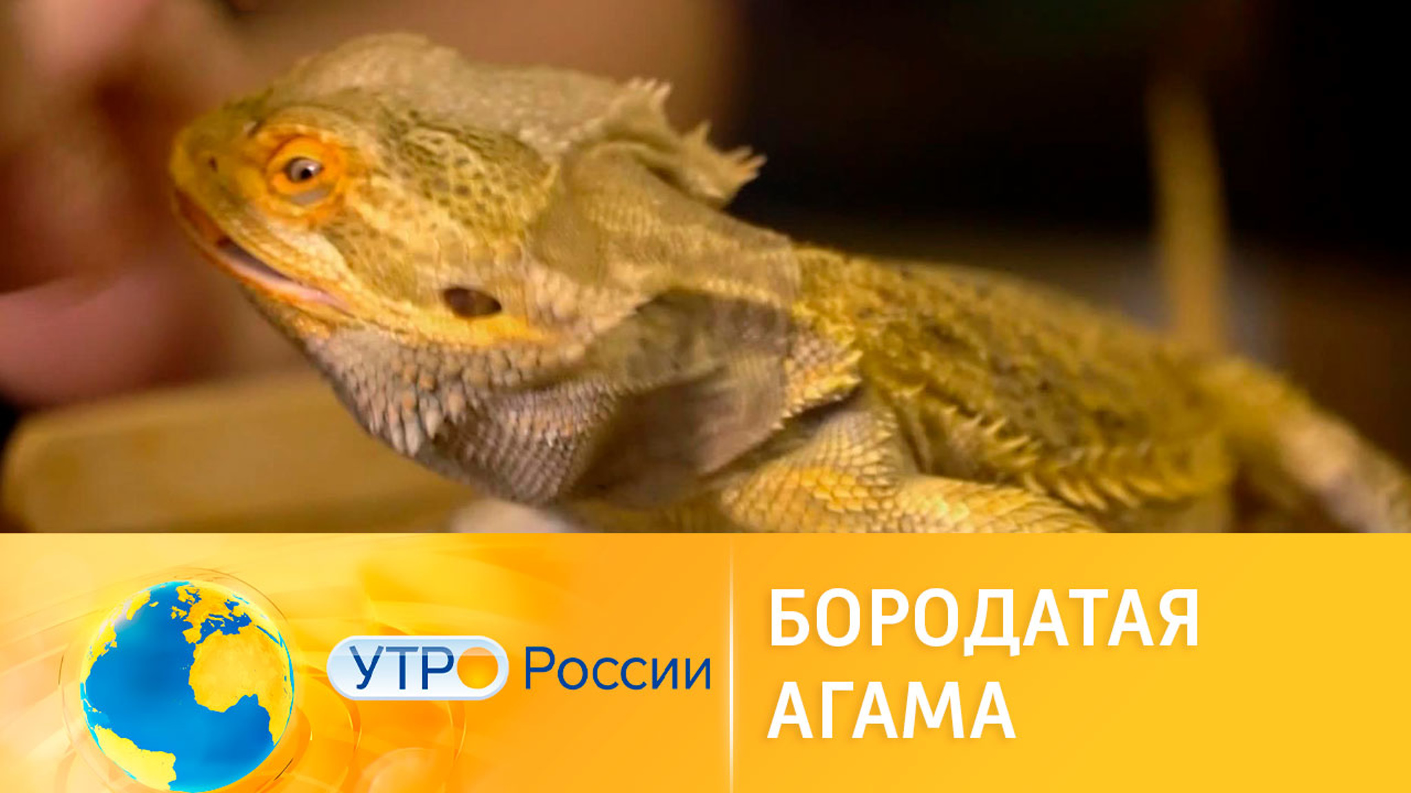 Бородатая агама – домашний ручной дракон