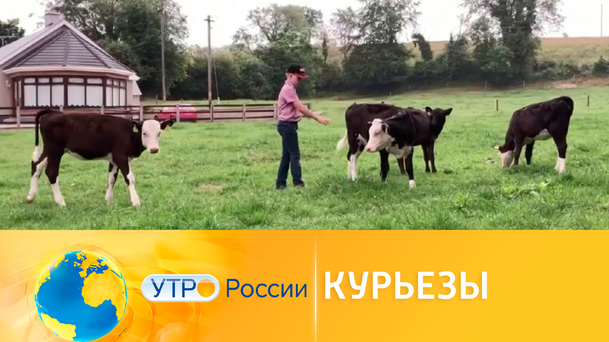Курьезы недели