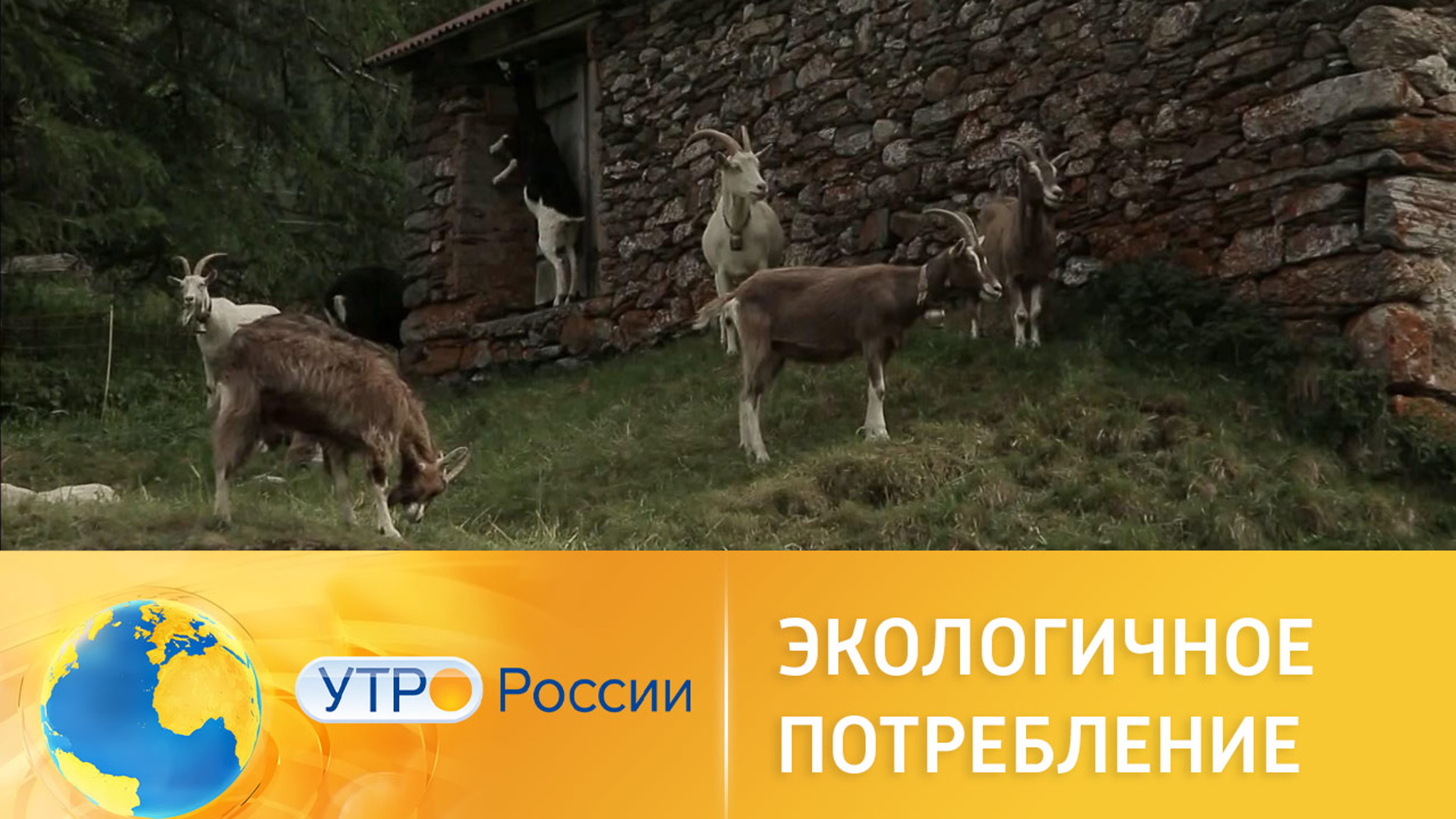На зеленой волне: осознанное потребление в Швейцарии