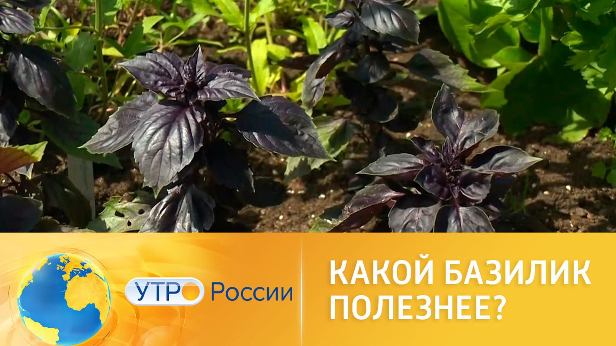 Какой базилик полезнее?