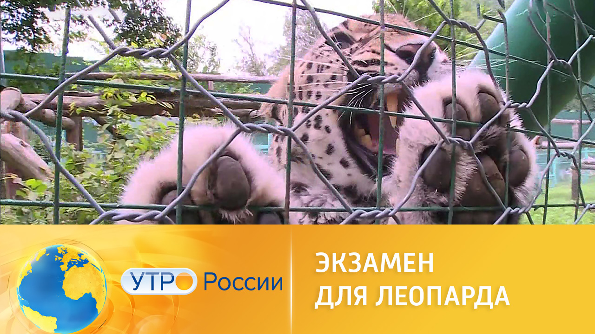 Леопарды в Сочи сдают экзамены